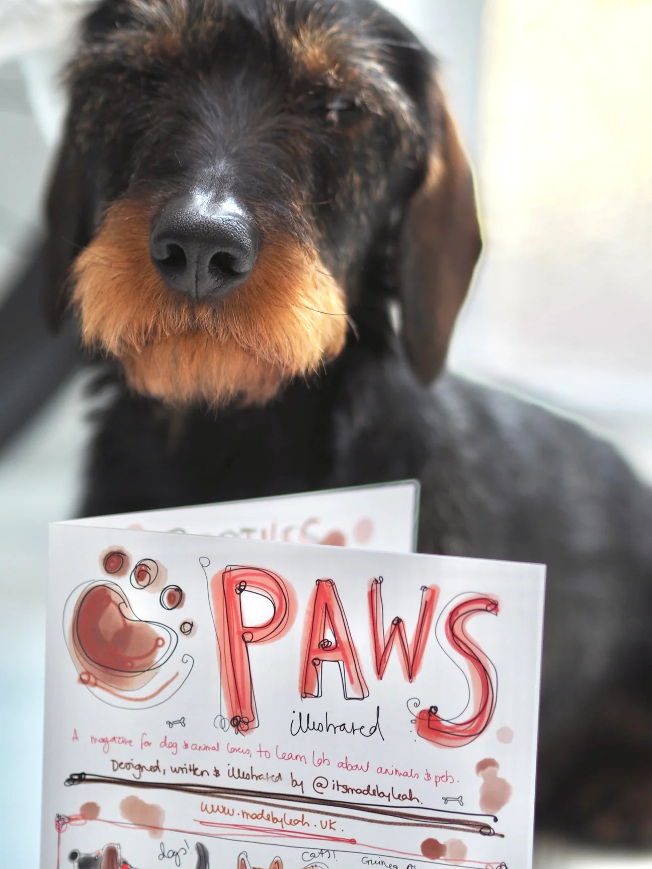 Paws Animal Magazine from Made by Leah