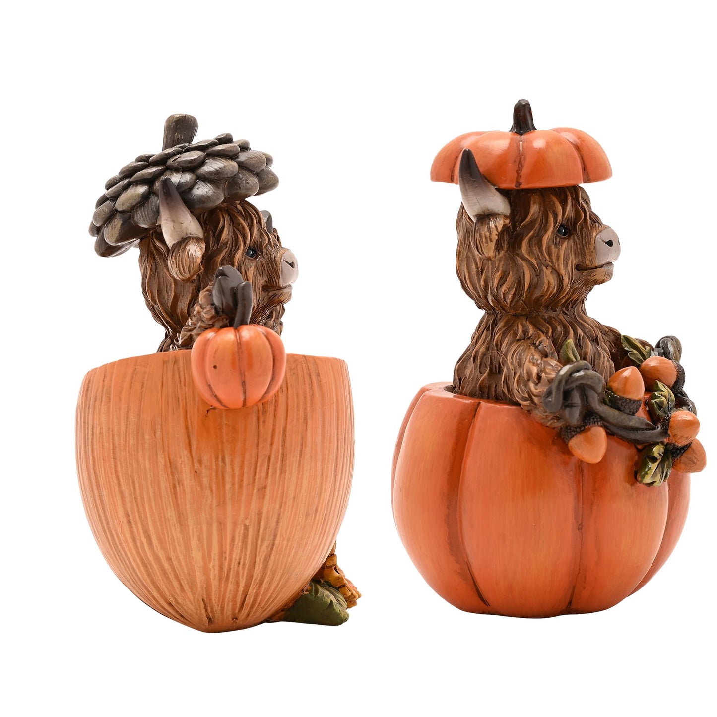 Highland cows in pumpkin set.