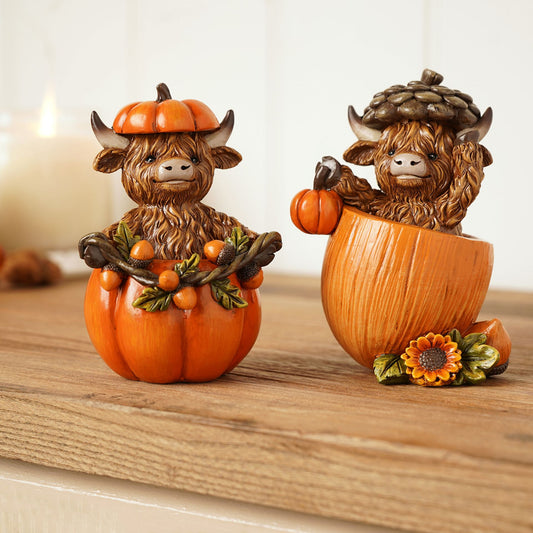 Highland cows in pumpkin set.